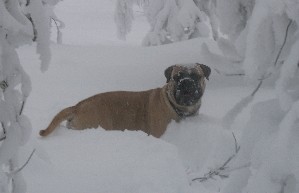 Urho hangessa/Urho enjoys snow